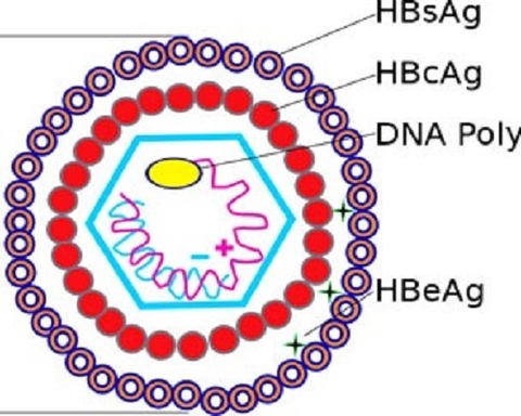 Định lượng HBsAg: ý nghĩa trong bệnh lý viêm gan virus B
