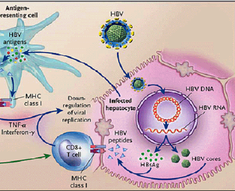 Tình trạng kháng thuốc kháng virus điều trị viêm gan B