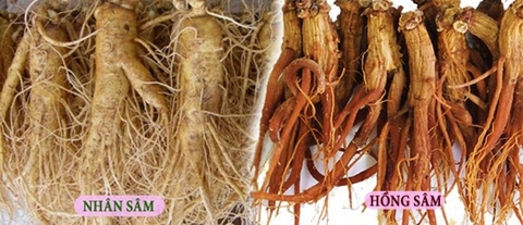 Hồng sâm và nhân sâm giống và khác nhau như thế nào?