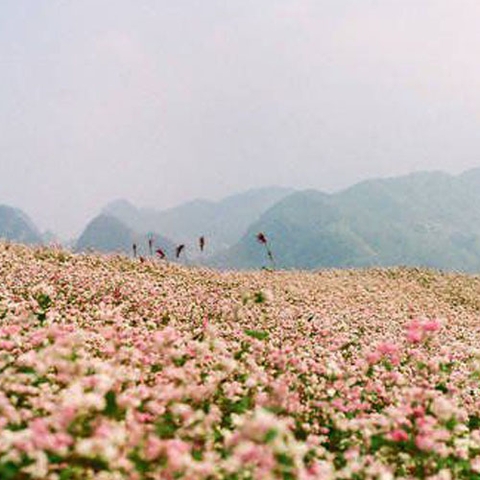 Hà Giang- Thiên đường hoa tam giác mạch