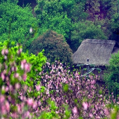 TOUR MAI CHÂU 2 NGÀY 1 ĐÊM: HÀ NỘI - MAI CHÂU - HÀ NỘI