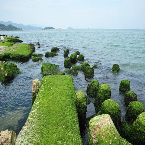 TOUR NHA TRANG 3 NGÀY 2 ĐÊM: HÀ NỘI - NHA TRANG - VI VU KHÁM PHÁ THÀNH PHỐ BIỂN