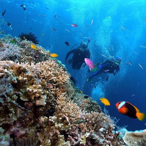 Tour Quy Nhơn 3 ngày lặn ngắm san hô