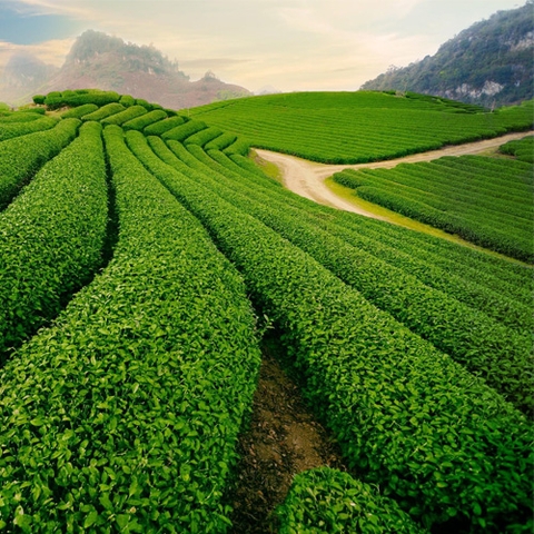 Tour Mộc Châu 3 ngày 2 đêm: Sài Gòn - Hà Nội- Cao nguyên Mộc Châu