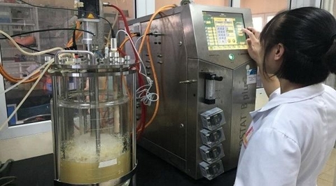 Sản xuất thực phẩm chức năng từ nấm Vân Chi: Sẽ cạnh tranh với sản phẩm nhập ngoại