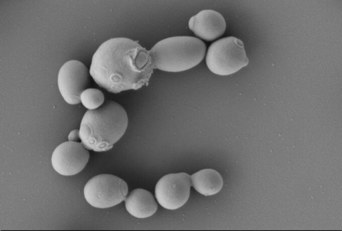 Tái tạo cấu trúc nCoV bằng nấm men