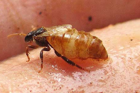 Phân lập chất chống ung thư trong keo ong Việt Nam