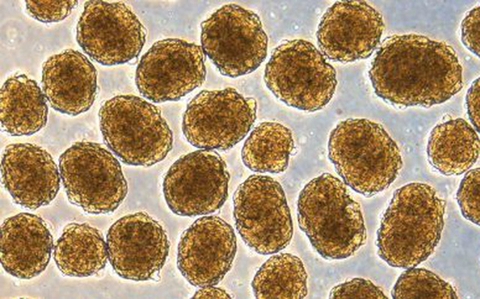 Sử dụng liệu pháp tế bào gốc, các nhà khoa học chữa khỏi hoàn toàn bệnh tiểu đường trên chuột