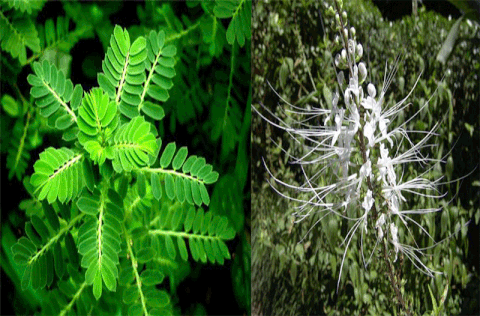 ĐH Y Dược TPHCM nghiên cứu viên nang thảo dược hạ acid uric máu