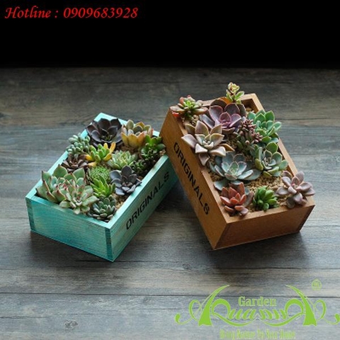 Hộp gỗ Originals Chữ Nhật - Terrarium AquaGarden