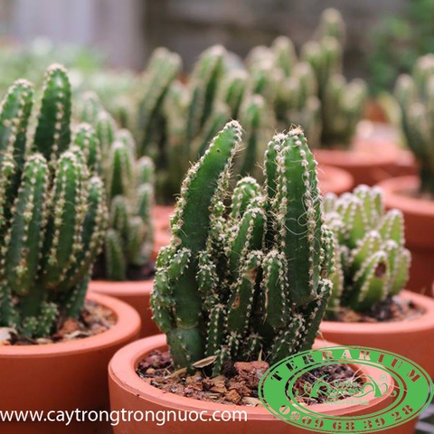 Xương rồng _Cây trồng Terrarium AquaGarden