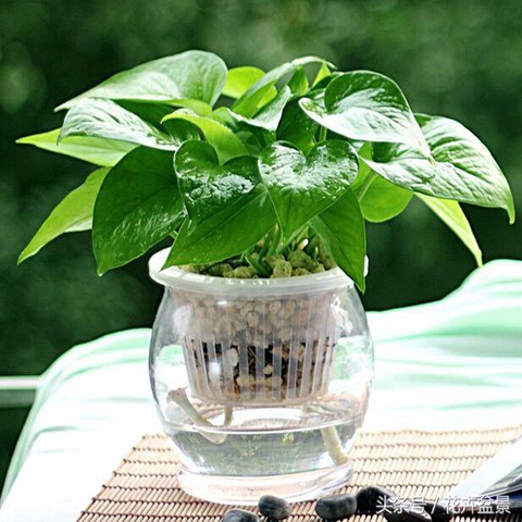 Trầu Bà (Cây Thủy Canh AquaGarden)