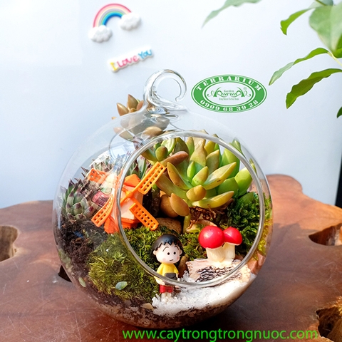 Terrarium 75 - Nắng Hạ