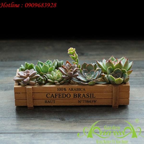 Hộp gỗ Cafedo Brasil Chữ Nhật - Terrarium AquaGarden