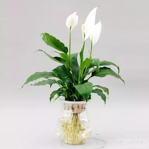 Lan Ý (Cây Thủy Canh AquaGarden)