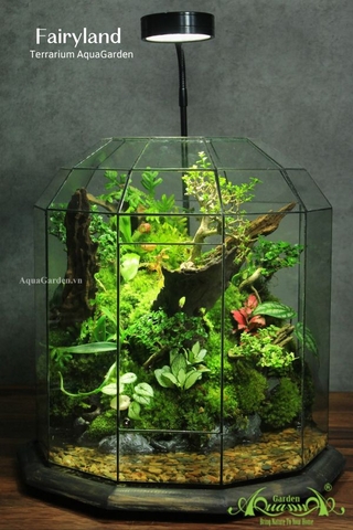 Terrarium 326 - Fairyland