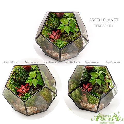 Terrarium 100 - Green Planet