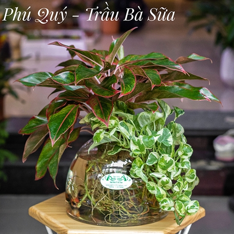 Set Thủy Canh 01 - Phú Quý & Trầu Bà Sữa