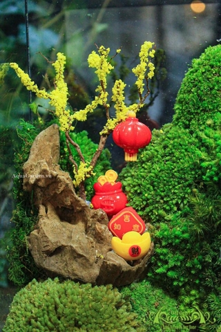 Terrarium 20 - Lộc Xuân