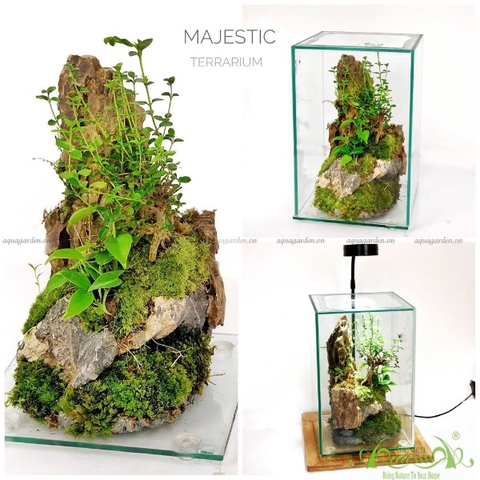 Terrarium 139 - Majestic