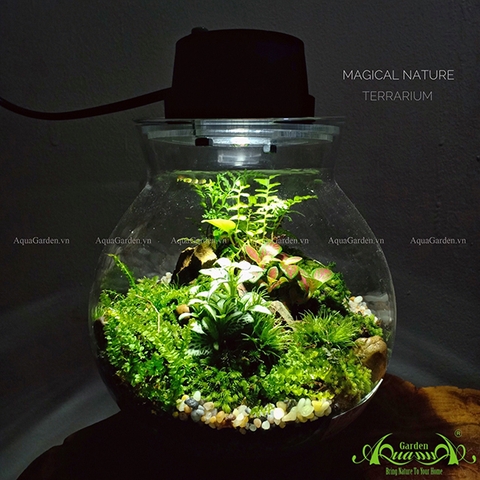 Terrarium 47 - Magical Nature