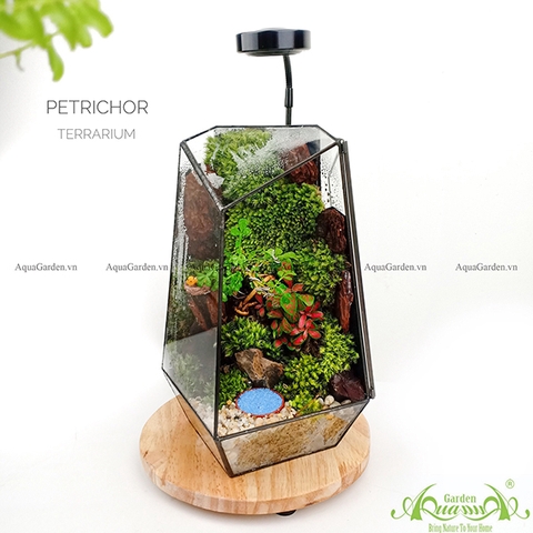 Terrarium 103 - Petrichor