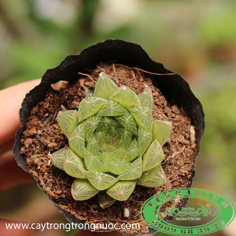 Sen đá_Cây trồng Terrarium AquaGarden