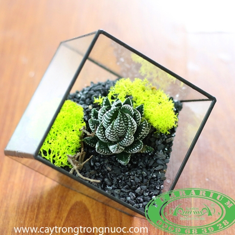 Terrarium 50 - Vươn Mình