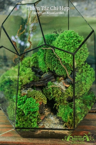 Terrarium 25 - Thiên Tác Chi Hợp