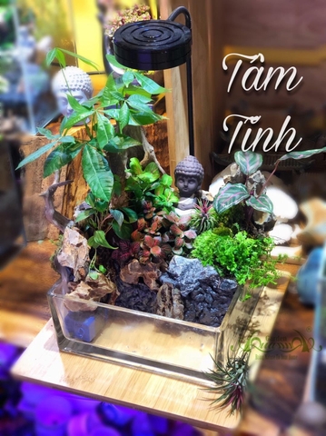 Terrarium 77 - Tĩnh Tâm