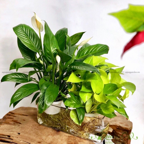 Set Thủy Canh 05 - Lan Ý & Trầu Bà