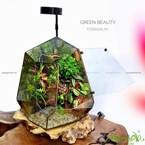 Terrarium 107 - Green Beauty