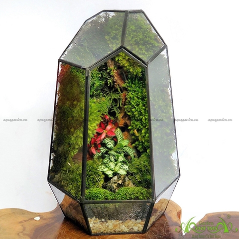 Terrarium 120 - Thanh Sắc