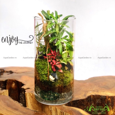 Terrarium 156 - Hành Trình Quý Giá