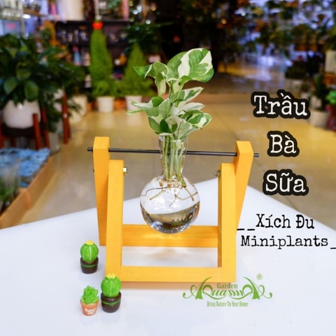 Trầu Bà Sữa - Xích Đu Bộ 1