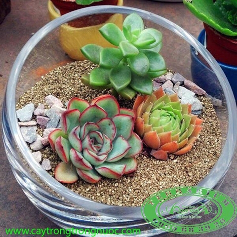 Terrarium 92 - Tam Lộc Đại Quý