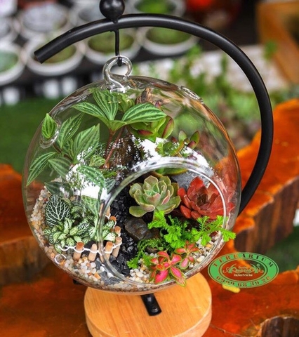 Terrarium 102 - Esperanza