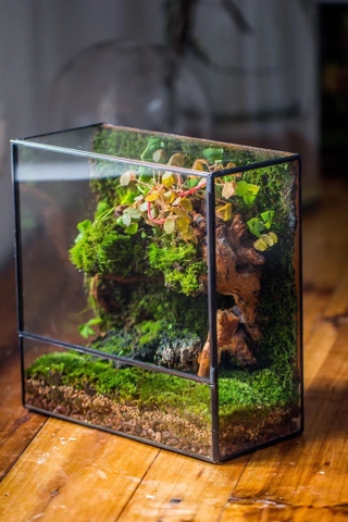 Terrarium 122 - Beauty Of Ecosystem