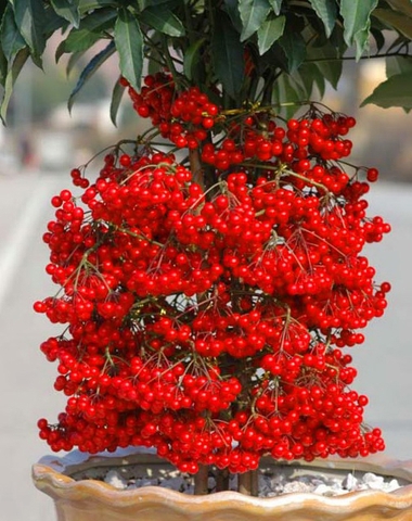 Kỹ thuật trồng và chăm sóc cây Kim Ngân Lượng