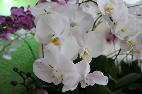 Hoa Lan Hồ Điệp Hải Phòng