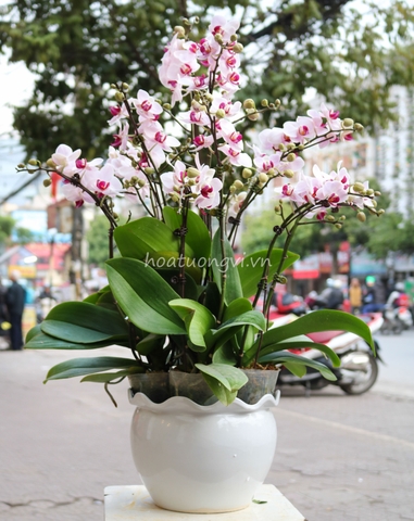 Bật mí 6 loại hoa lan chơi Tết cực “chuẩn“