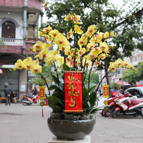Chọn hoa Phong Lan phù hợp theo ý nghĩa phong thủy