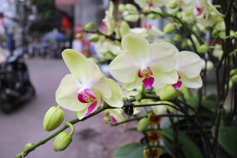 Phong Lan Hồ Điệp giá rẻ dịp Tết tại Hải Phòng 2019