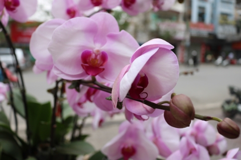 Hoa Phong Lan Hồ Điệp và Địa Lan Hải Phòng Tết 2019