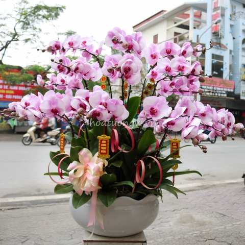 Hướng Dẫn Chăm Sóc Chậu Hoa Phong Lan Hồ Điệp