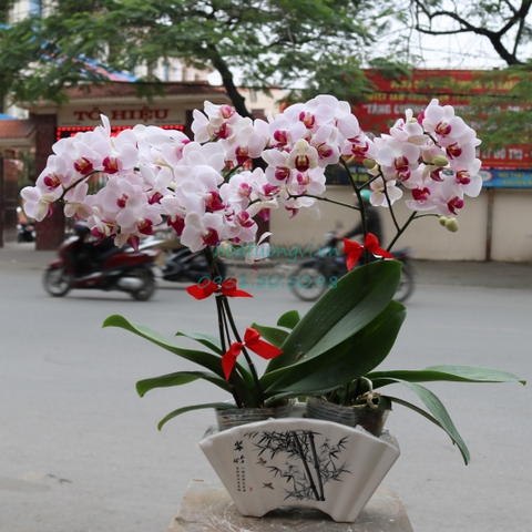 Hoa Tường Vi bán Hoa phong lan Hồ Điệp hàng chuẩn Đà Lạt tại Hải Phòng