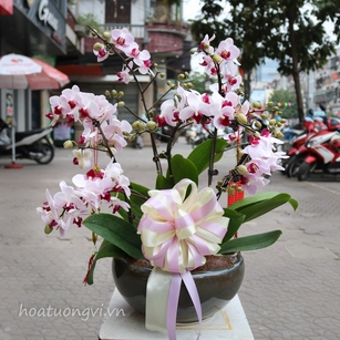 Địa chỉ mua hoa lan ở Hải Phòng