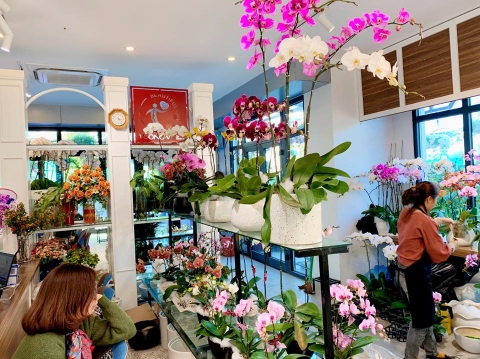 Shop bán hoa phong lan hồ điệp ở Hải Phòng