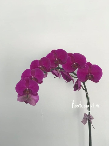 Phong lan hồ điệp có ý nghĩa gì?