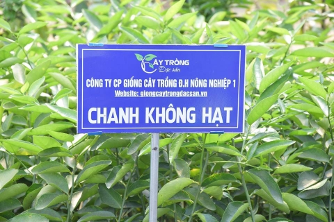 Chanh không hạt tại vườn ươm công ty